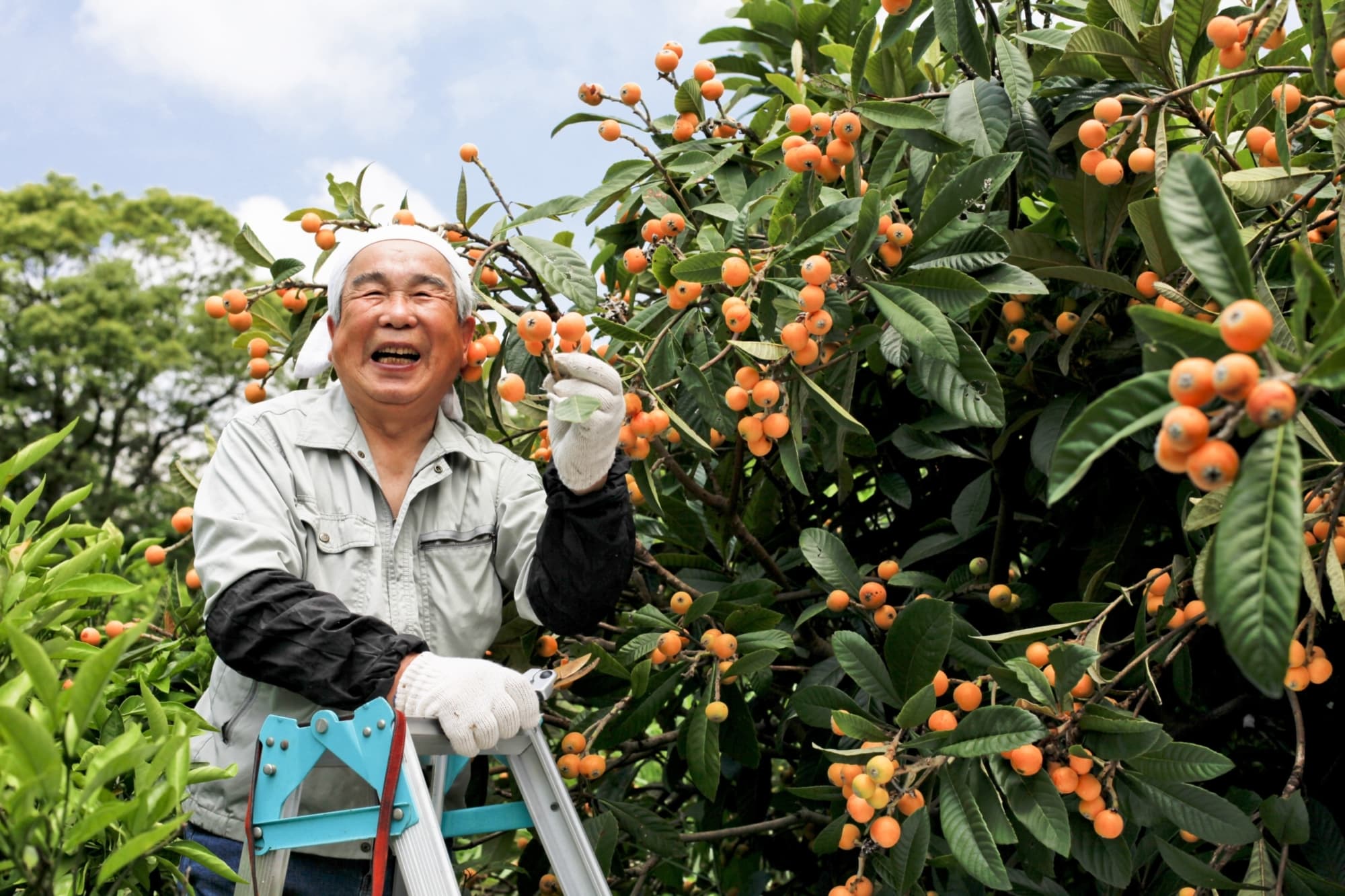 Getty Images 468214585 Harvest fruit